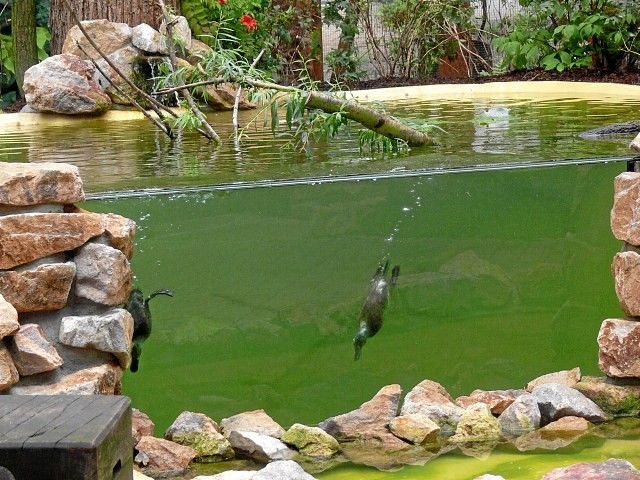 Duck pond wildlife habitat