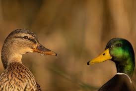 Just Duck It duck sanctuary